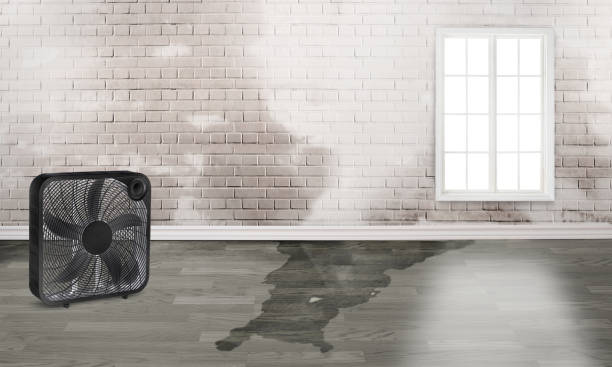 Best Local water damage restoration  in South Russell, OH